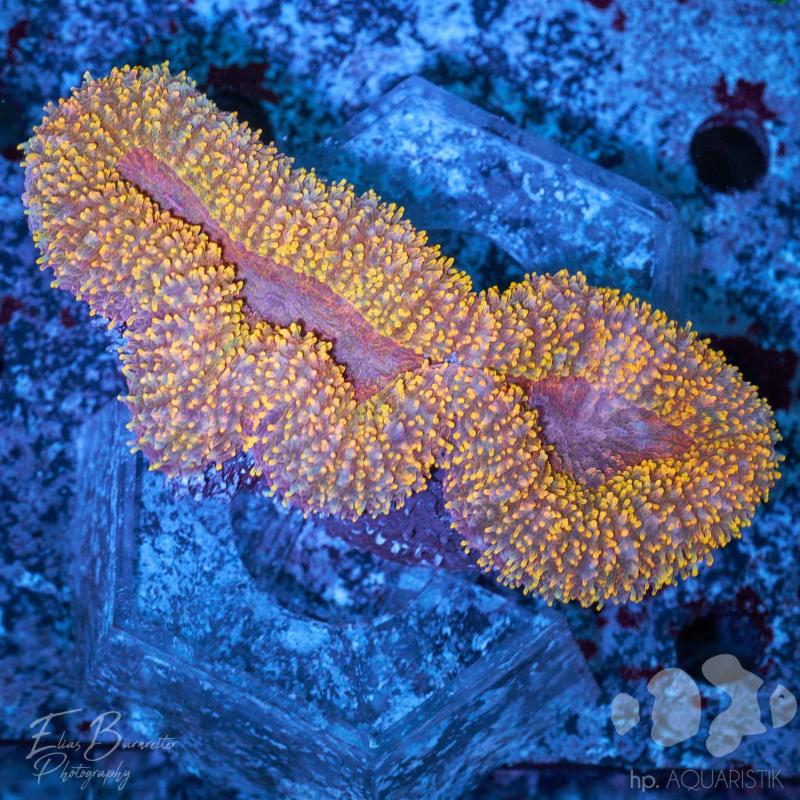 Lobophyllia 24k
